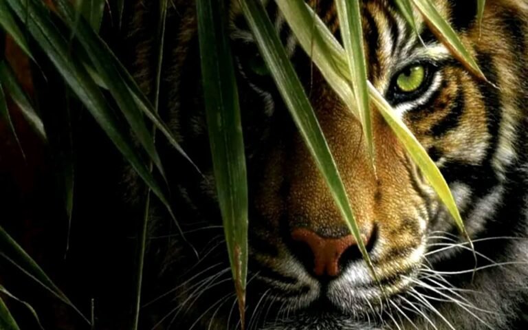  Sunderbans  Package 3 days