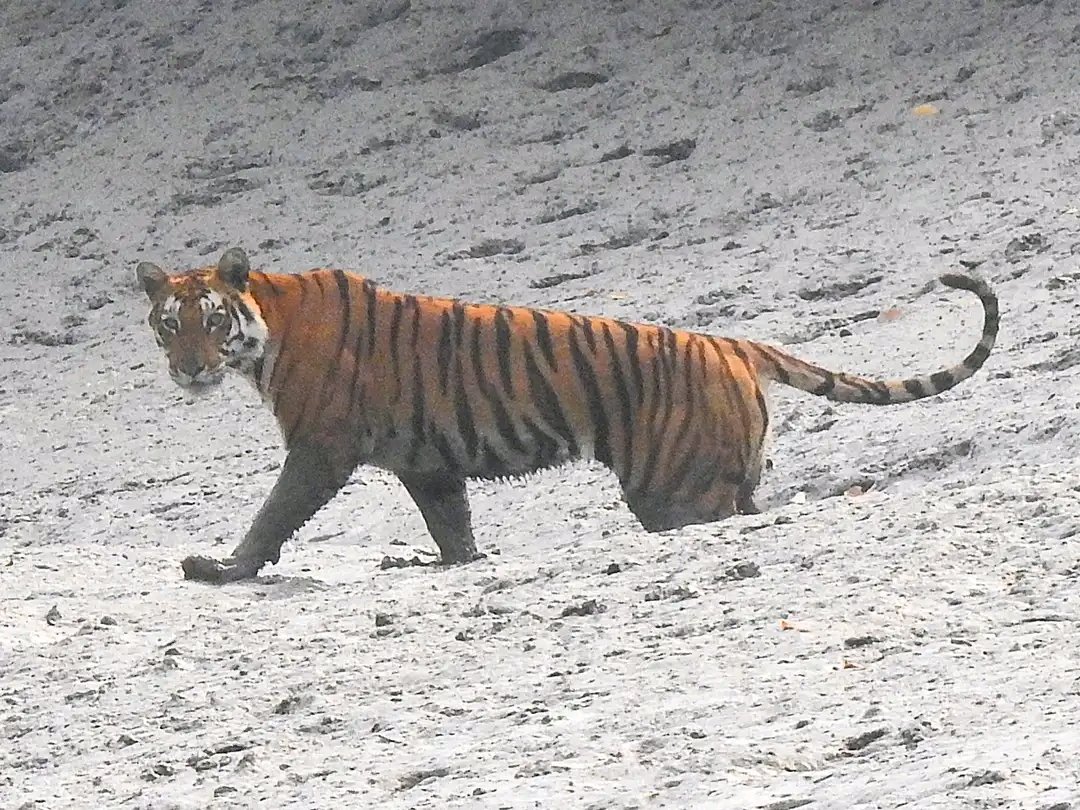 sunderban tour package