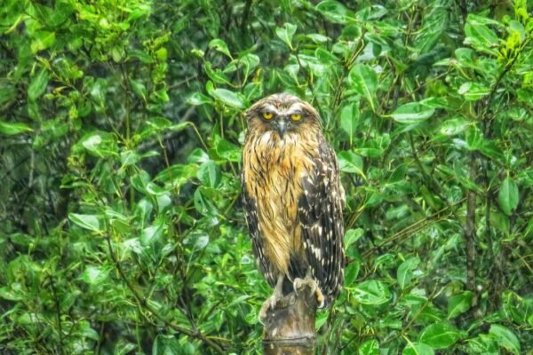 sunderban 1 day package