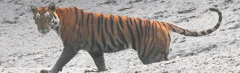 sunderban core zone package